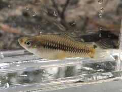 Xiphophorus variatus