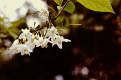 Styrax americanus