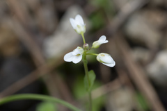 Noccaea natolica