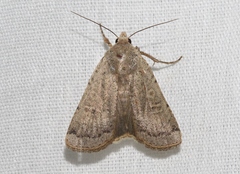 Abagrotis