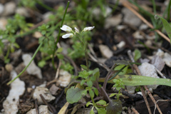 Noccaea natolica