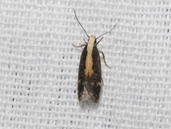 Aroga paraplutella