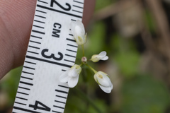 Noccaea natolica