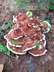 Fungi