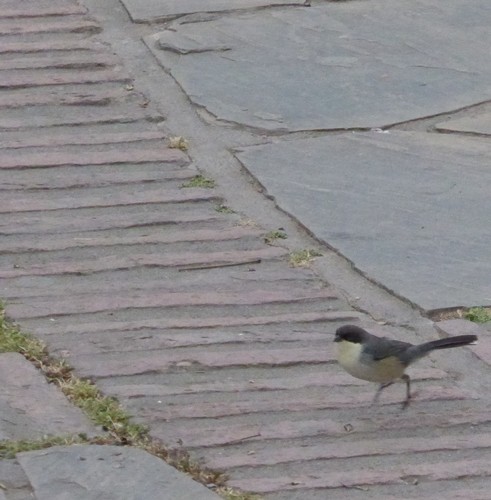Microspingus melanoleucus