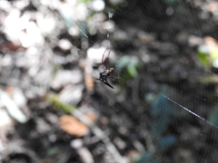 Micrathena raimondi