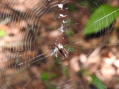 Micrathena raimondi