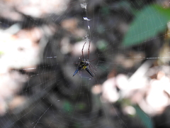 Micrathena raimondi