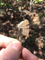 Yphthimoides patricia