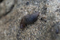 Deroceras neuteboomi