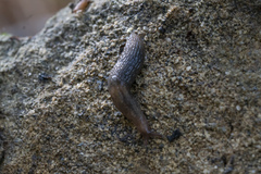 Deroceras neuteboomi