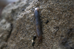 Deroceras neuteboomi