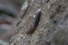 Deroceras neuteboomi