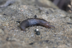Deroceras neuteboomi