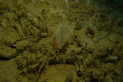 Phlebobranchia