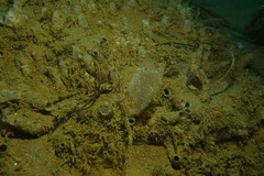 Phlebobranchia
