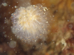 Aplidium punctum