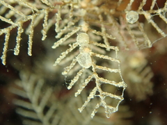 Hydrallmania falcata