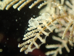 Hydrallmania falcata