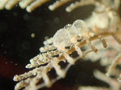 Hydrallmania falcata