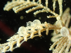 Hydrallmania falcata