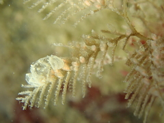 Hydrallmania falcata