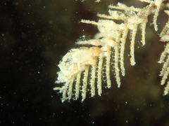 Hydrallmania falcata