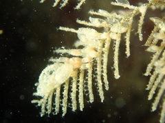 Hydrallmania falcata