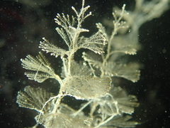 Crisularia plumosa