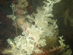 Crisularia plumosa