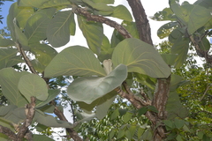 Wunderlichia mirabilis