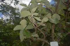 Wunderlichia mirabilis