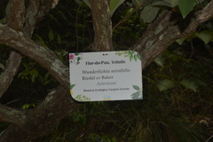 Wunderlichia mirabilis