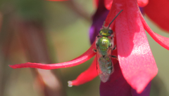 Caenohalictus rostraticeps