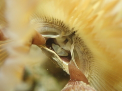 Bispira volutacornis image