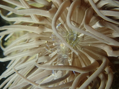 Periclimenes sagittifer