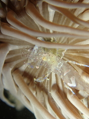 Periclimenes sagittifer