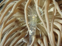 Periclimenes sagittifer