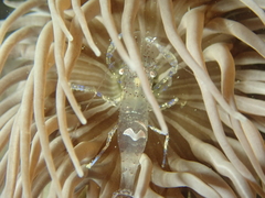 Periclimenes sagittifer