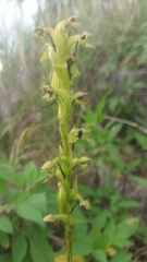 Habenaria alata