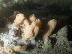 Ulosa digitata