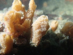 Ulosa digitata