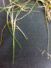 Eleocharis parvula
