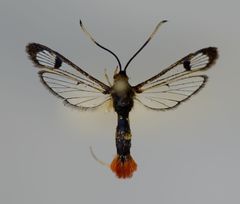 Synanthedon acerrubri