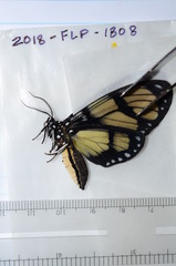 Notophyson heliconides