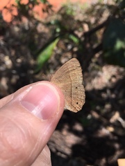 Yphthimoides patricia