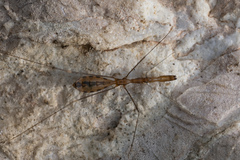 Ploiaria domestica