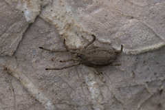 Trogulidae