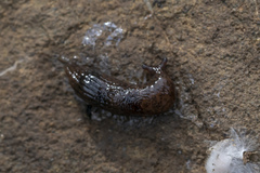Deroceras neuteboomi