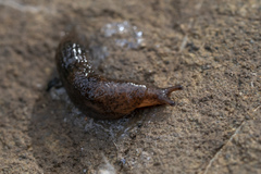 Deroceras neuteboomi